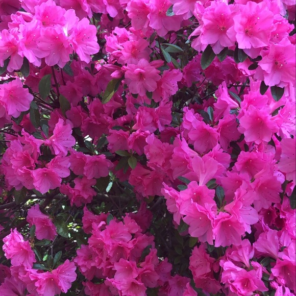 Meet your Posher, Lillee - Picture 1 of 1